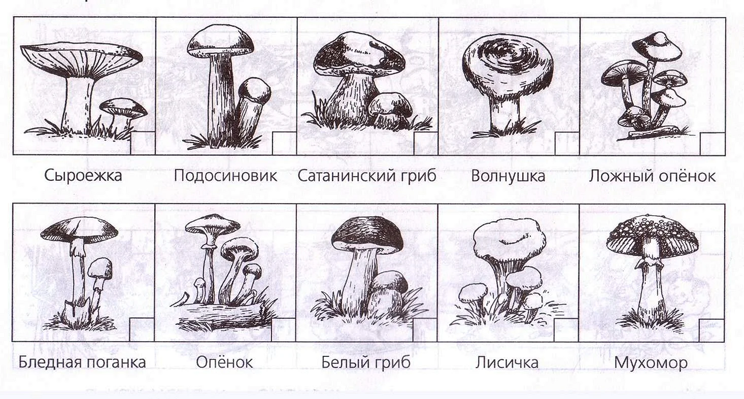 Рисунки грибов съедобных и несъедобных с названиями