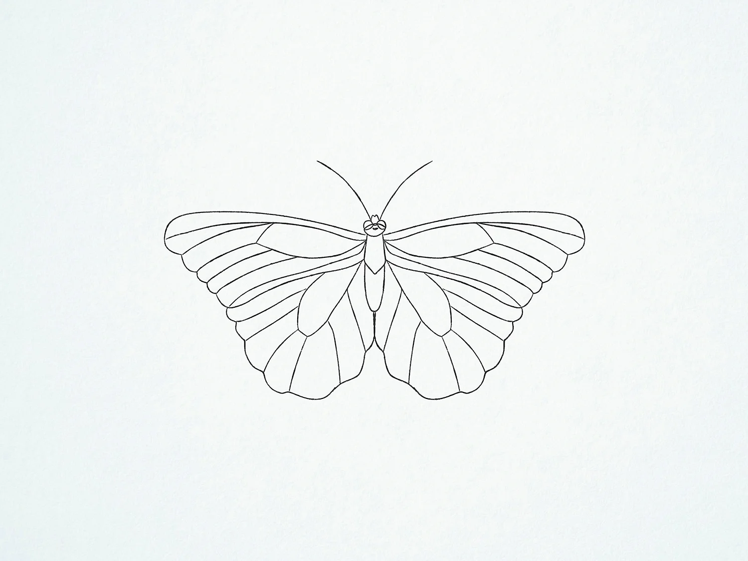 Рисунок бабочки карандашом для срисовки легкие