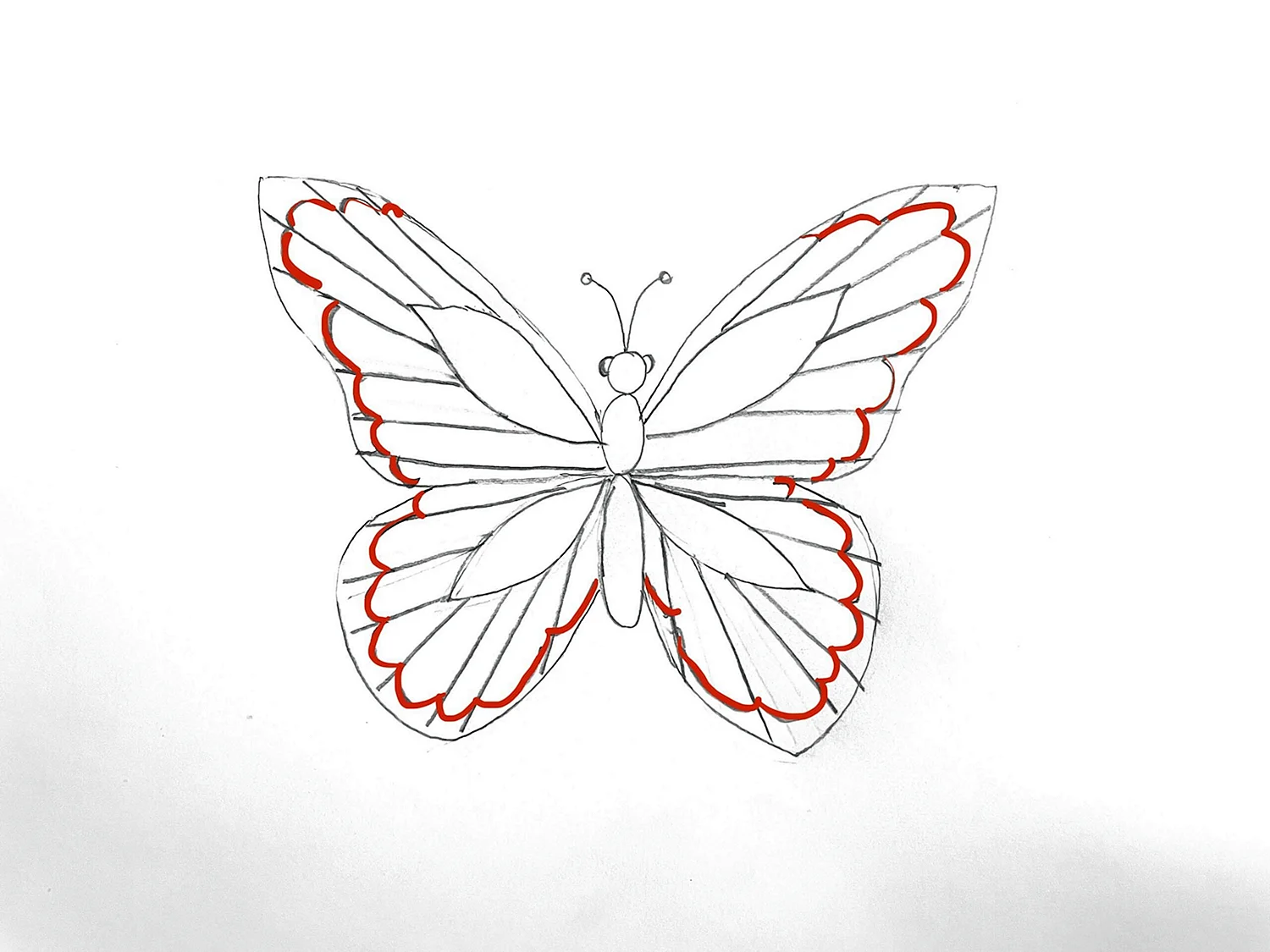 Рисунок бабочки карандашом с переливом