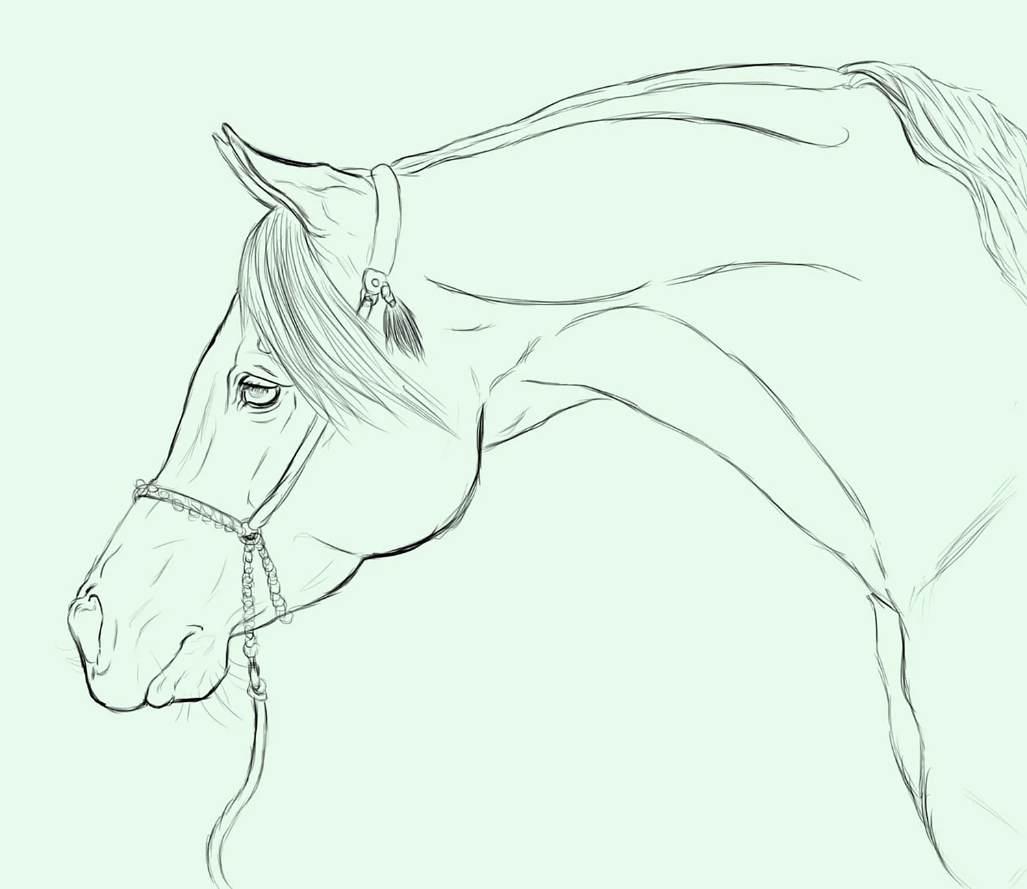 Рисунок головы лошади карандашом для срисовки