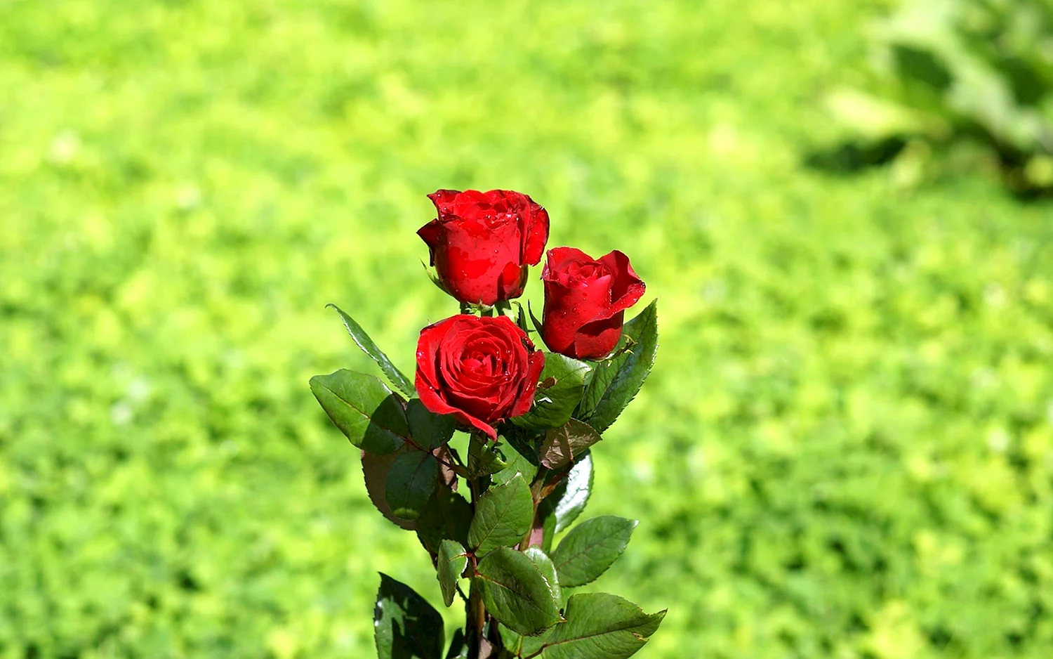 Роза абракадабра