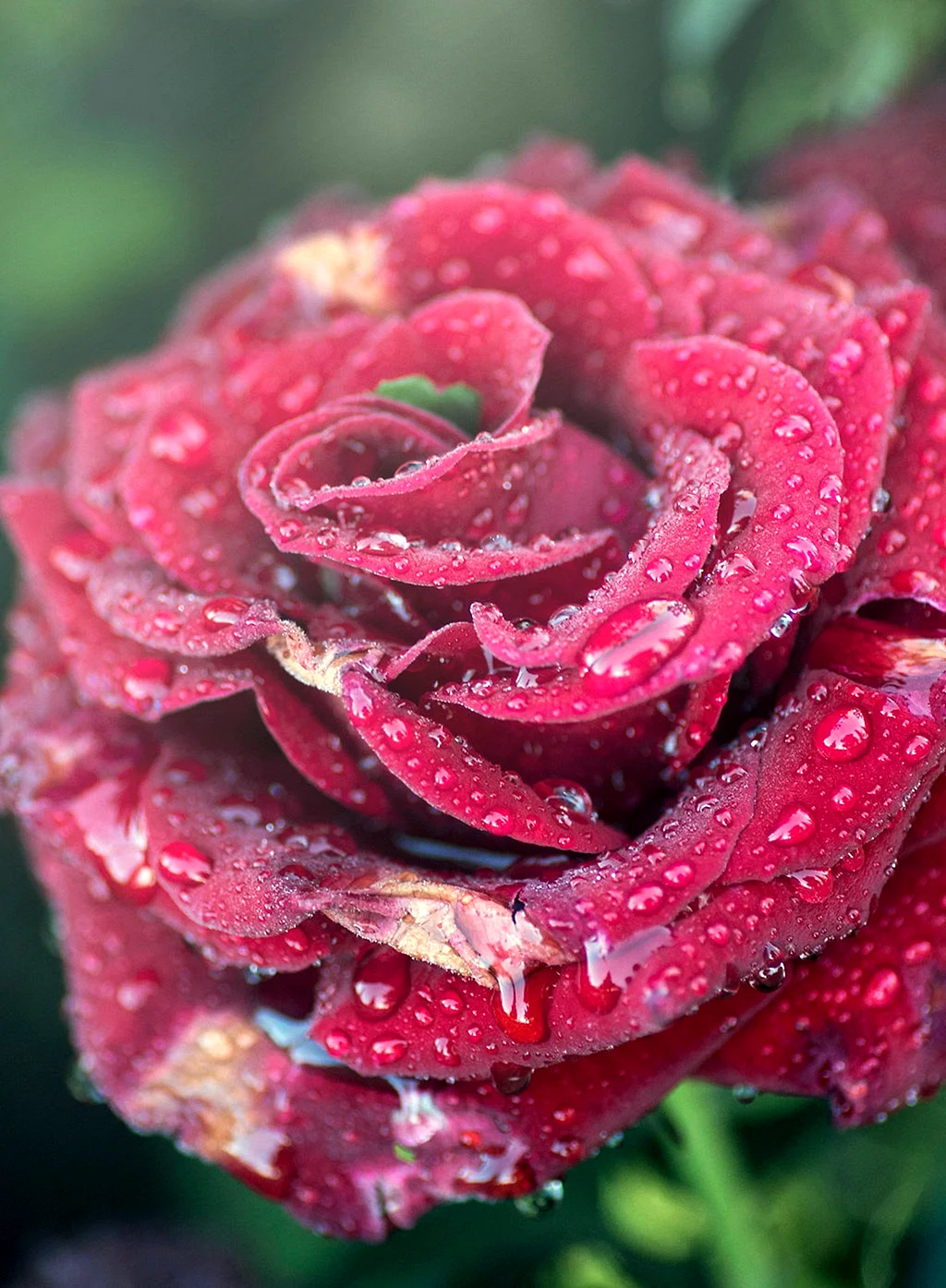 Аватарки цветочки. Красивые розы. Необычные розы.
