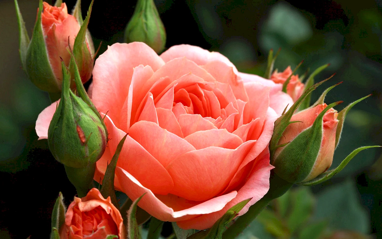 Роза каоликазали
