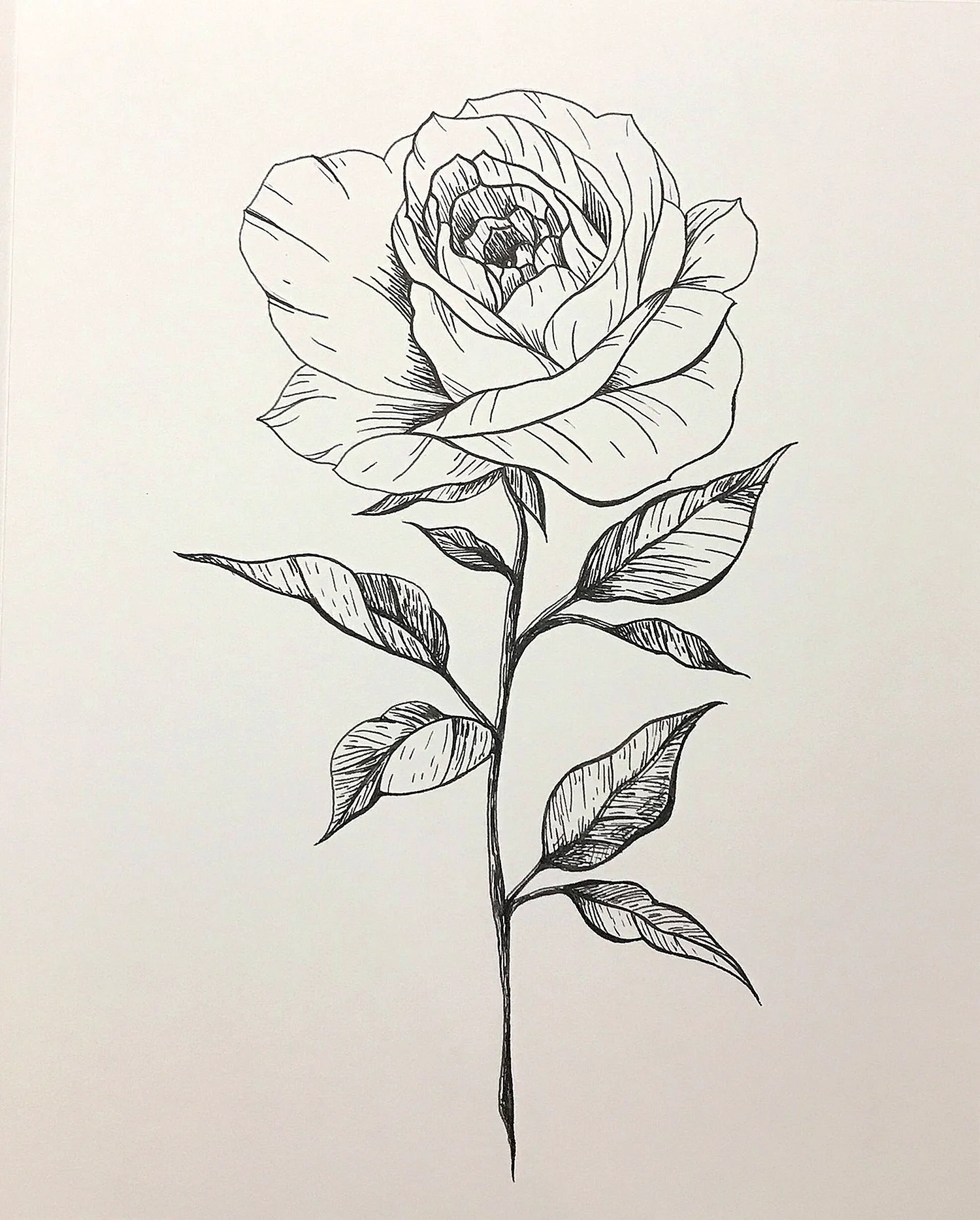 Роза карандашом