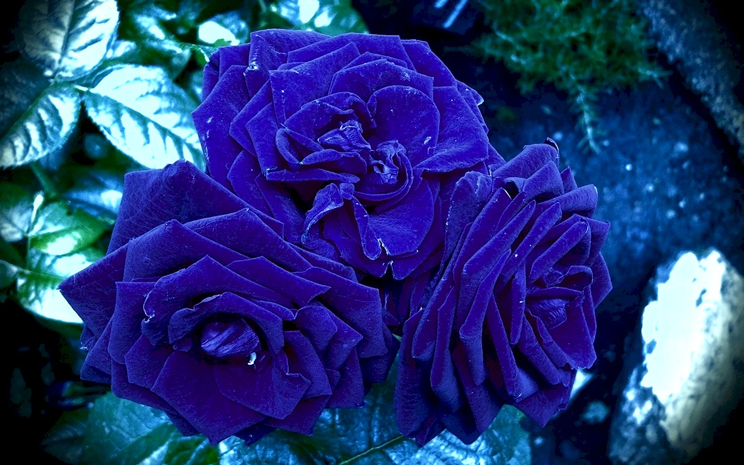 Роза плетистая голубая 