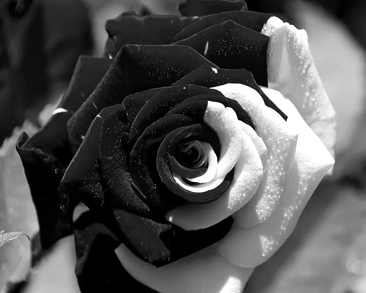 Роза Спарлинг бело черный