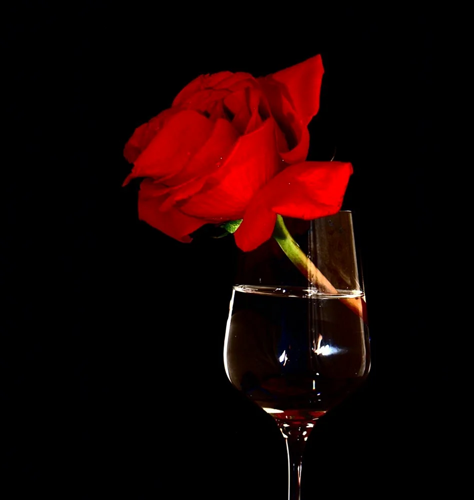 Роза в бокале с вином