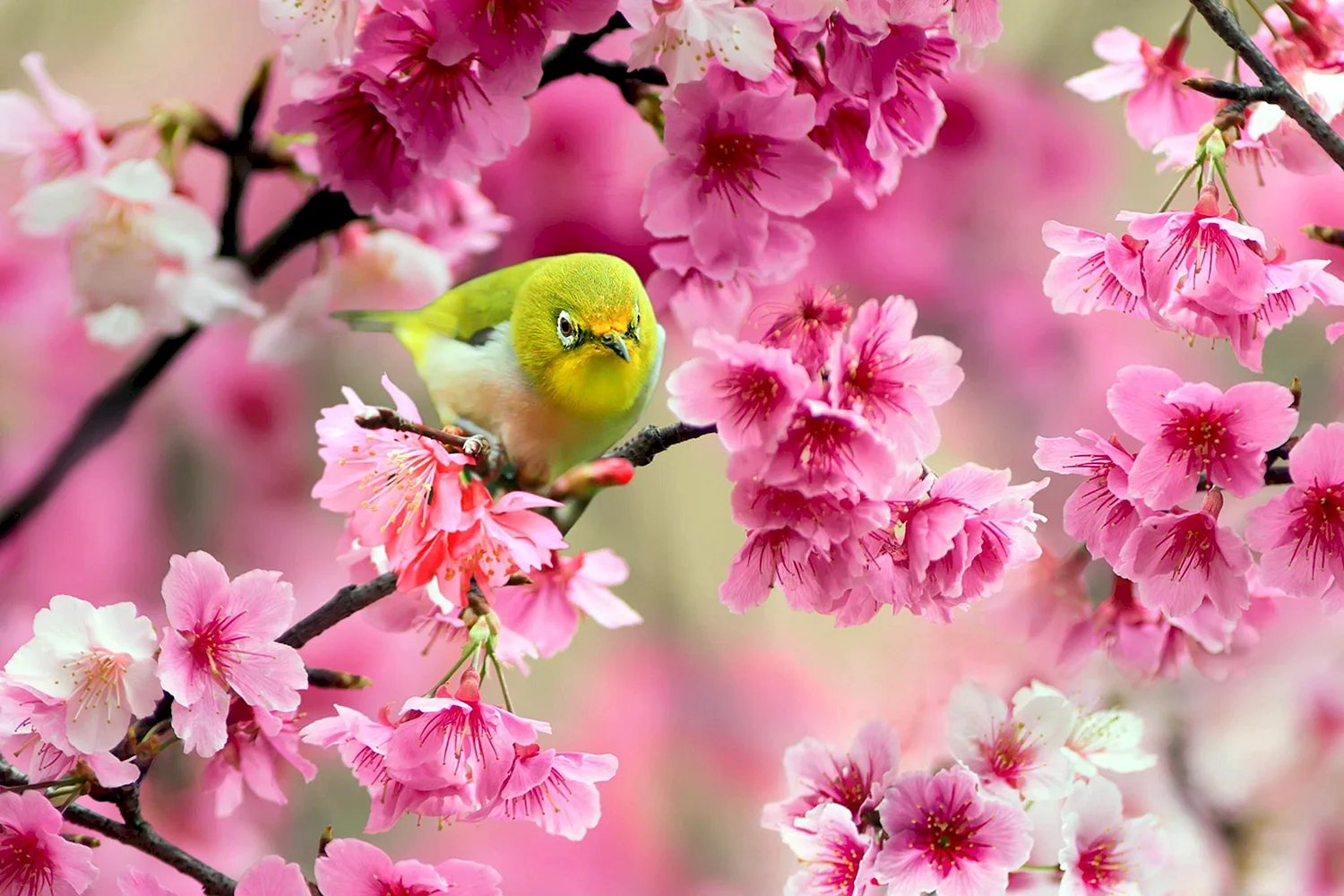 Розовая Весна