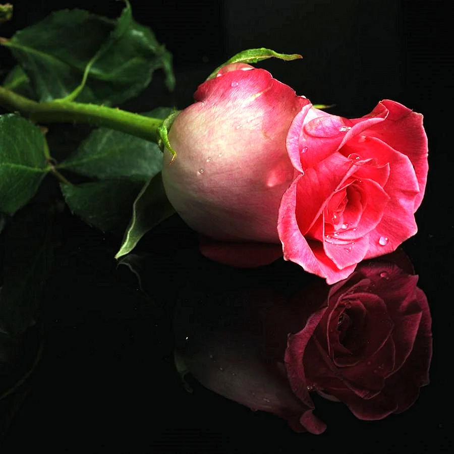 Розы для красавицы