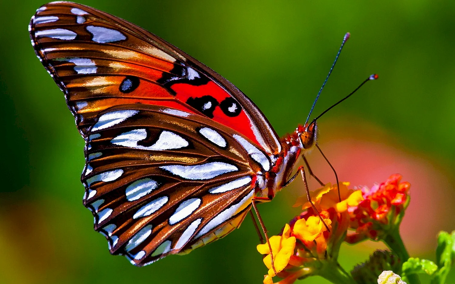 Russell Cobane бабочки