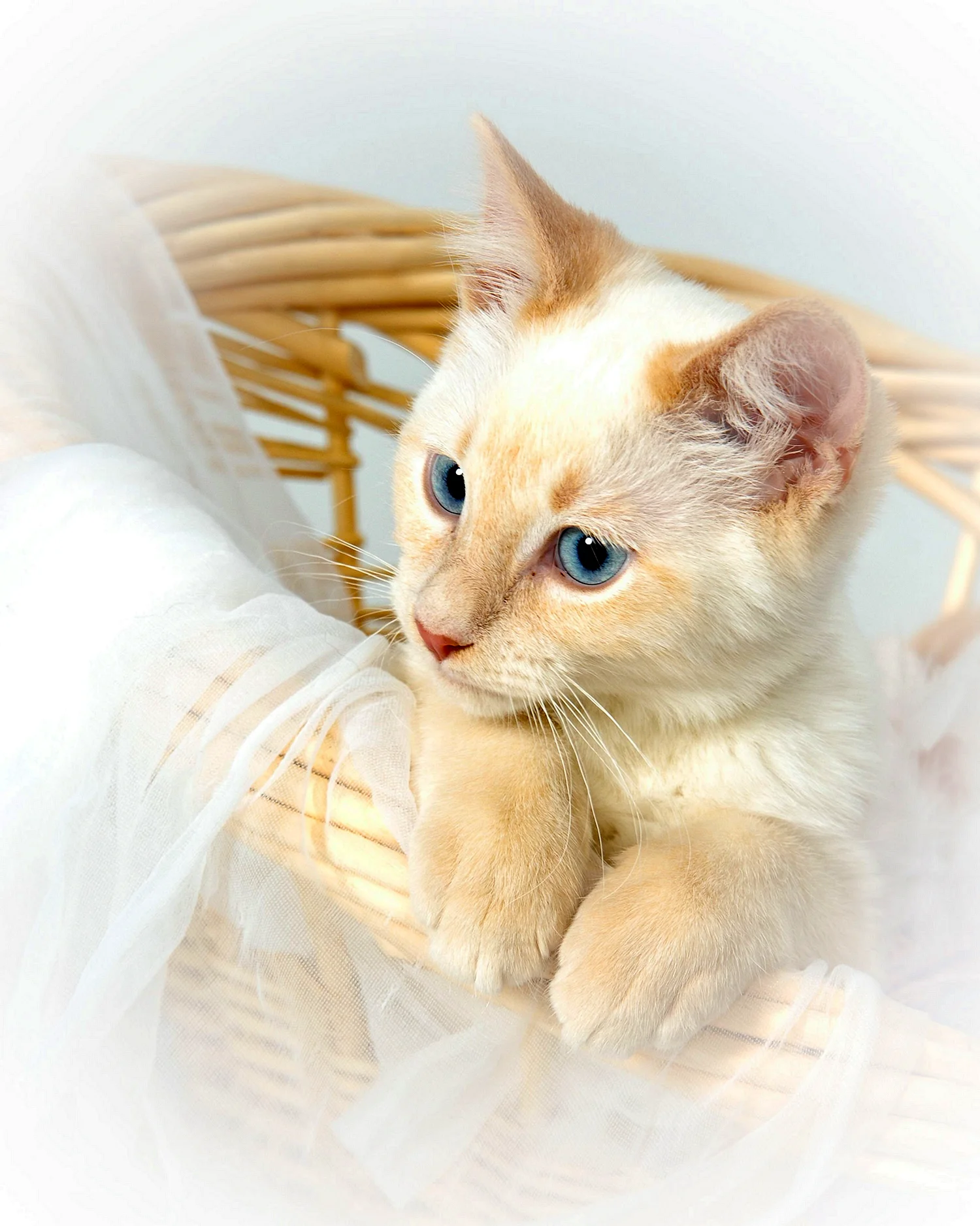Рыжий сиамский котенок