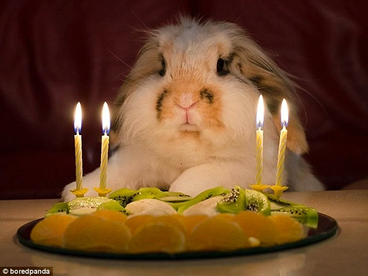 С днем рождения кролик