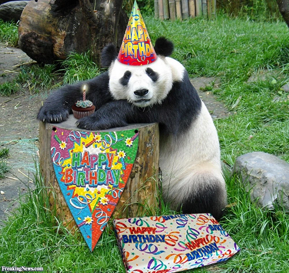 С днем рождения Панда