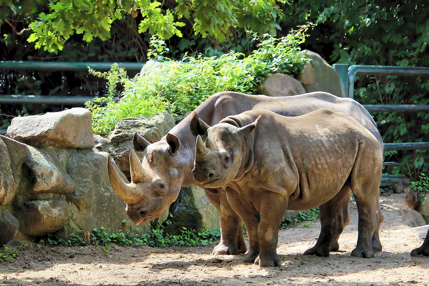 Сафари парк в Геленджике носорог