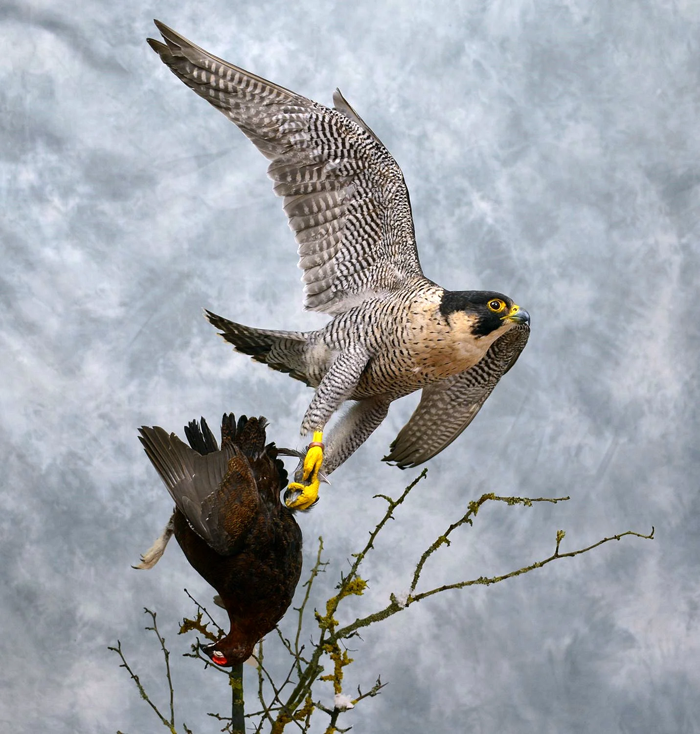 Сапсан Falco peregrinus