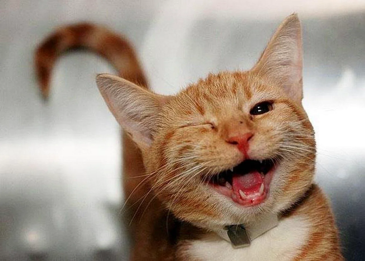 Счастливый кот