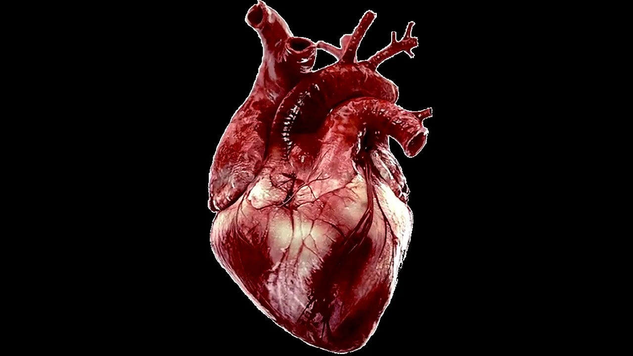 Сердце человека реально