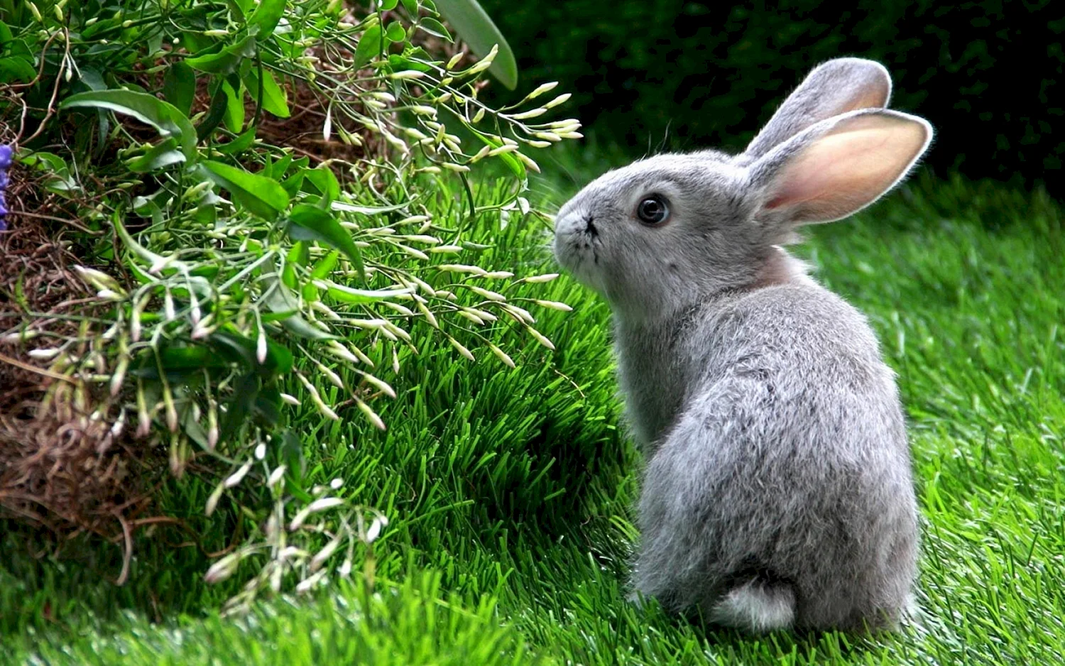 Серый кролик Беляк