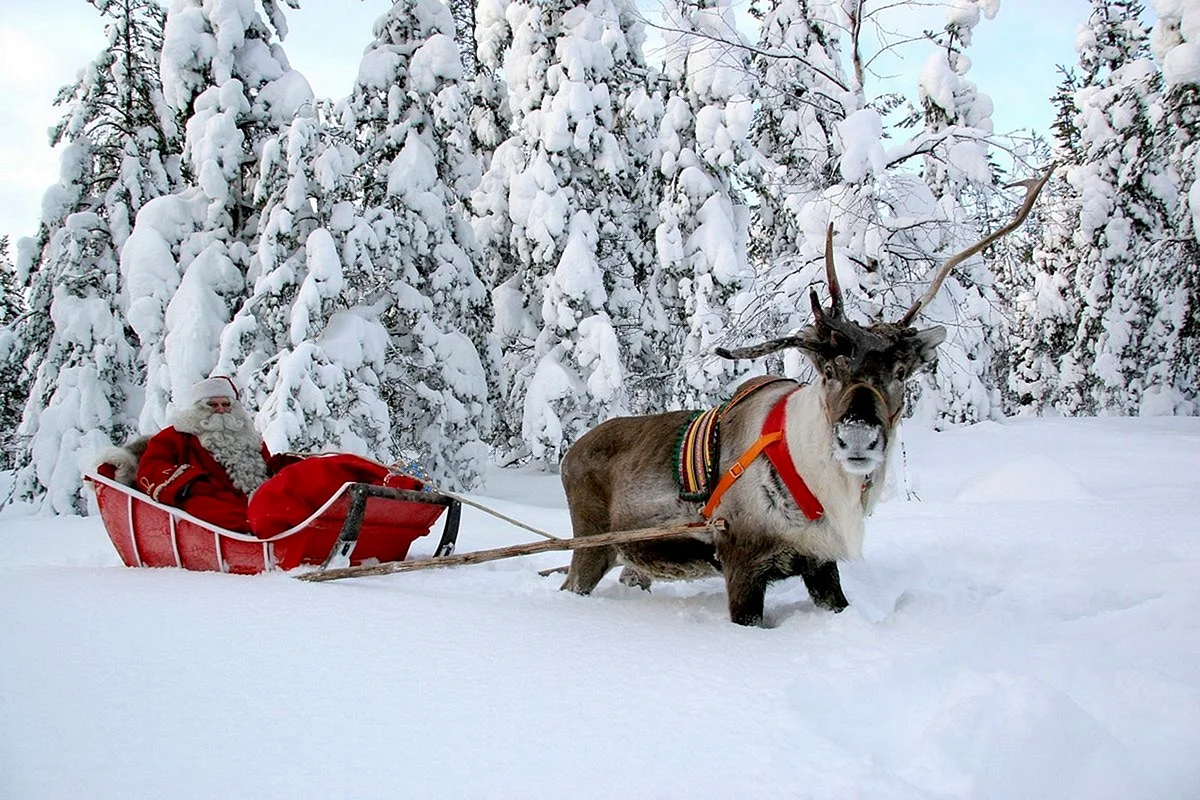 Северный олень в упряжке Санта Клауса