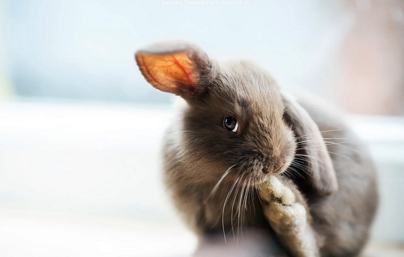 Североамериканский кролик Зануда