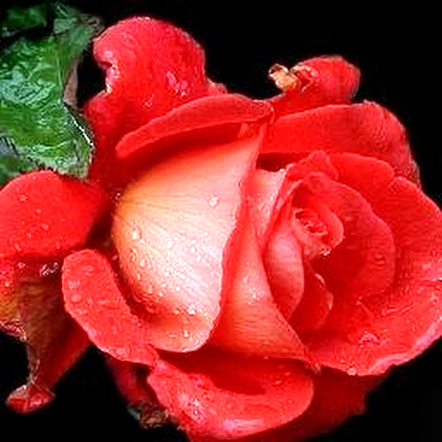 Шикарные живые розы