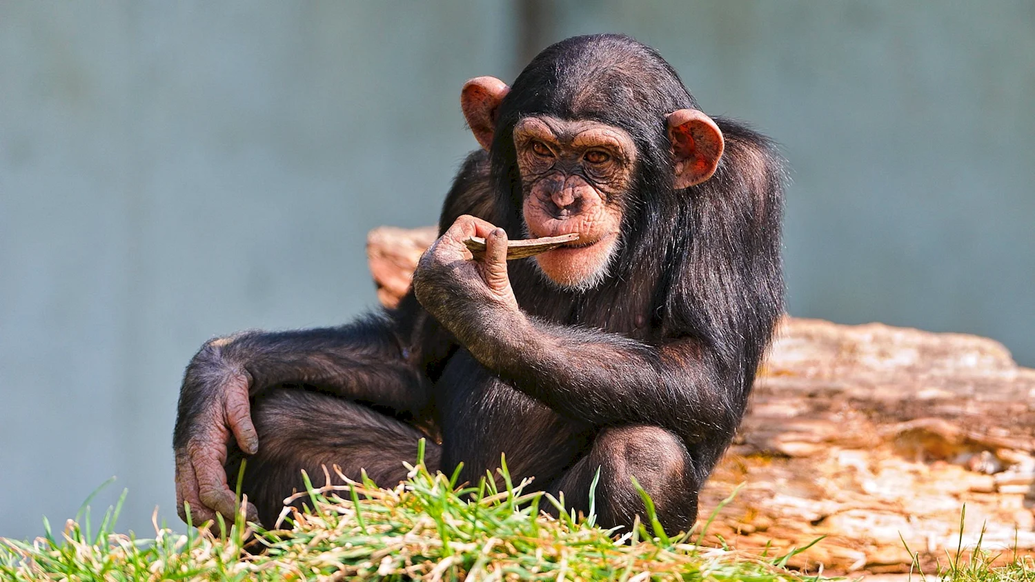 Шимпанзе Малютка