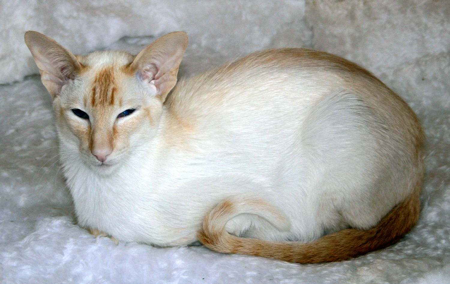 Сиамская кошка ред Пойнт