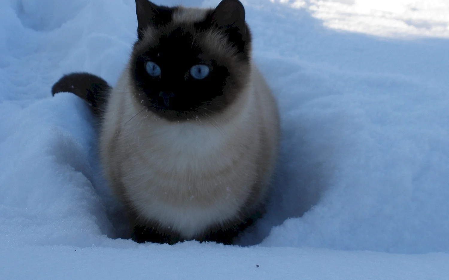 Сиамская кошка в снегу