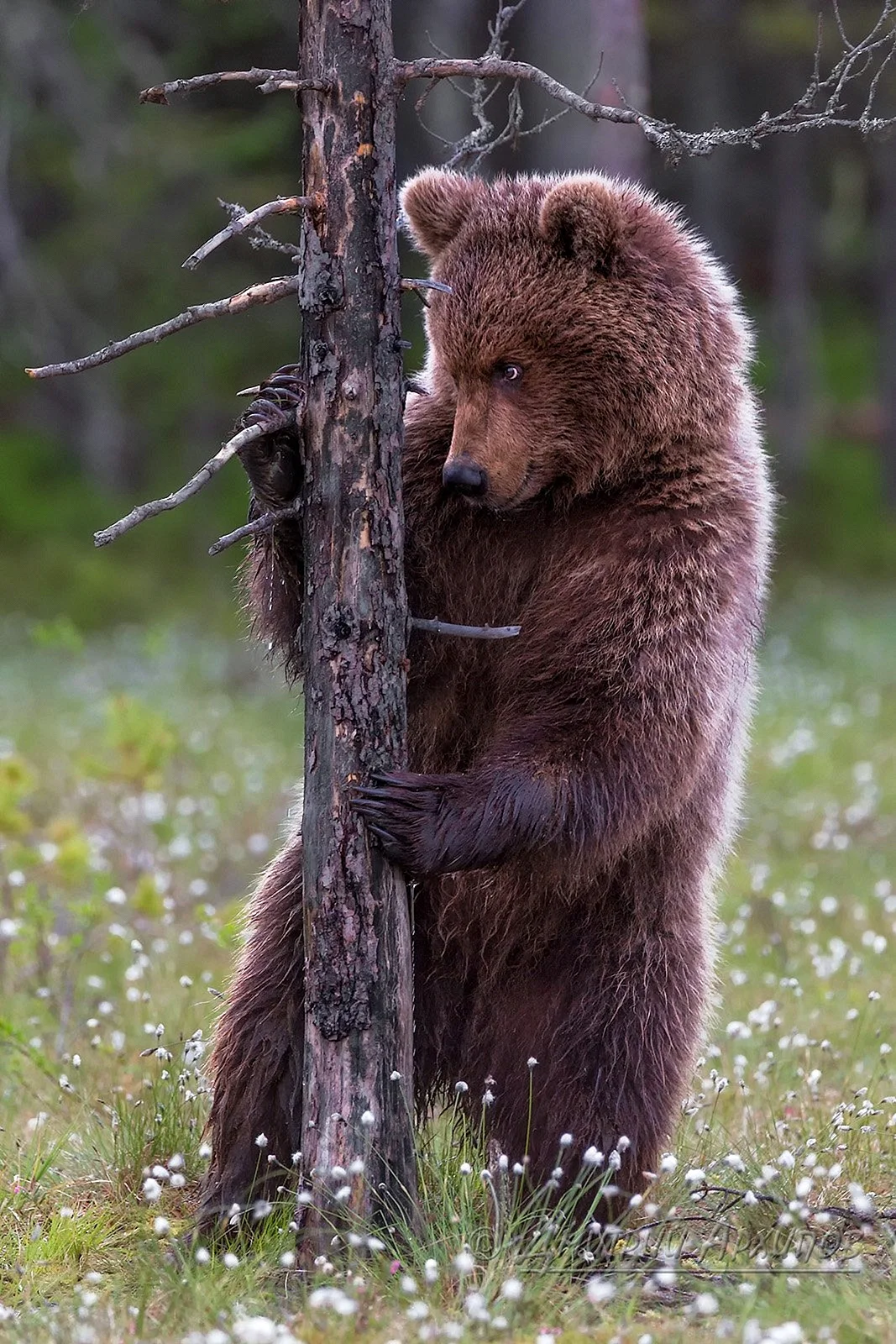 Сибирский бурый медведь