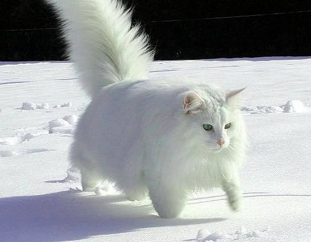 Сибирский кот белый