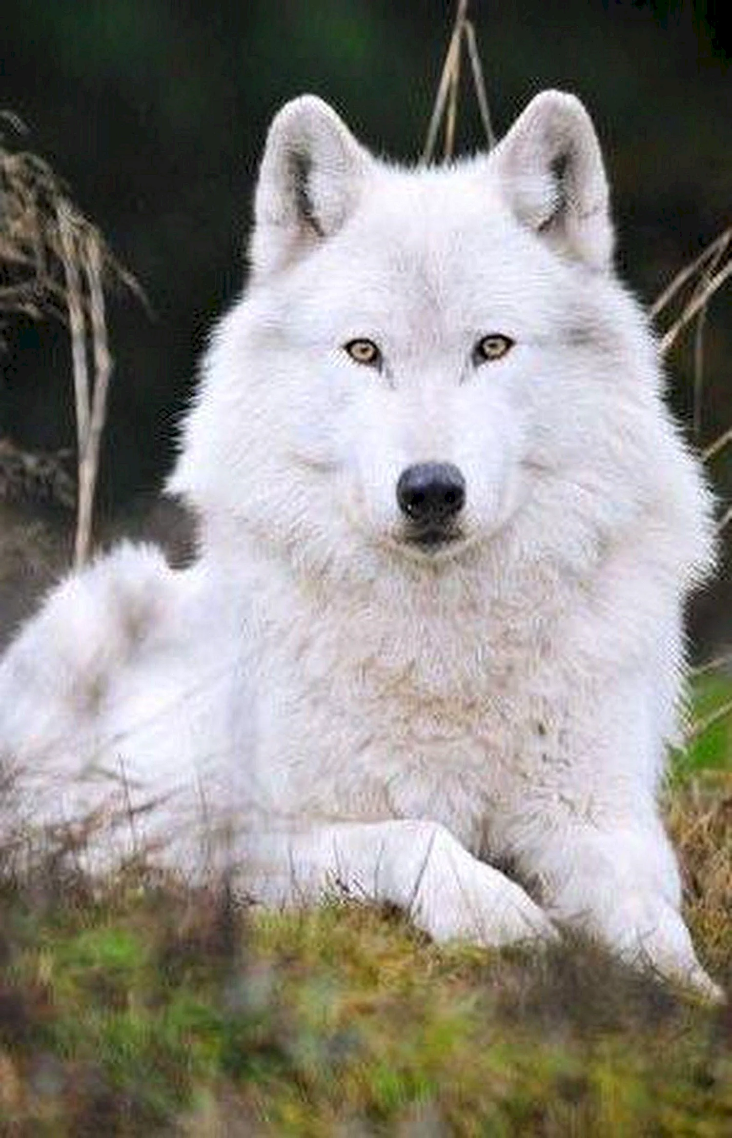 Сибирский волк белый