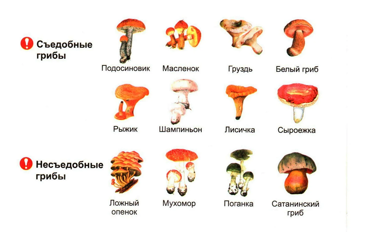 Съедобные грибы и несъедобные грибы