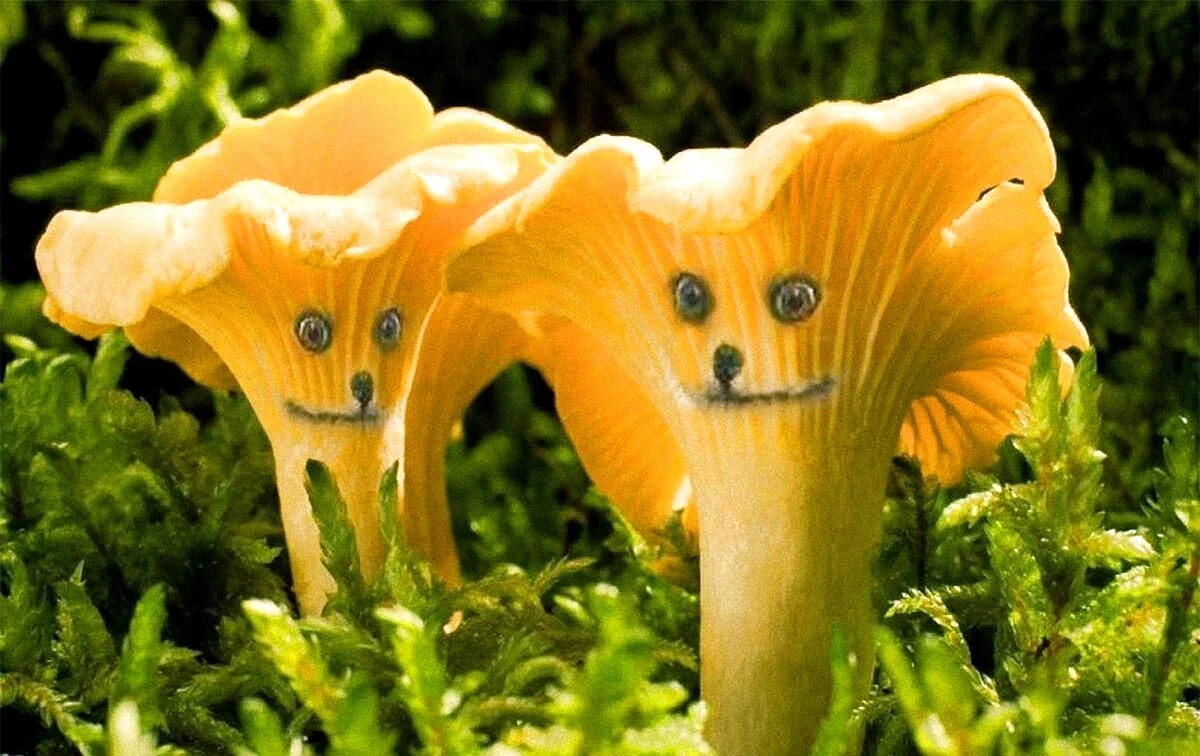 Съедобные грибы лисички
