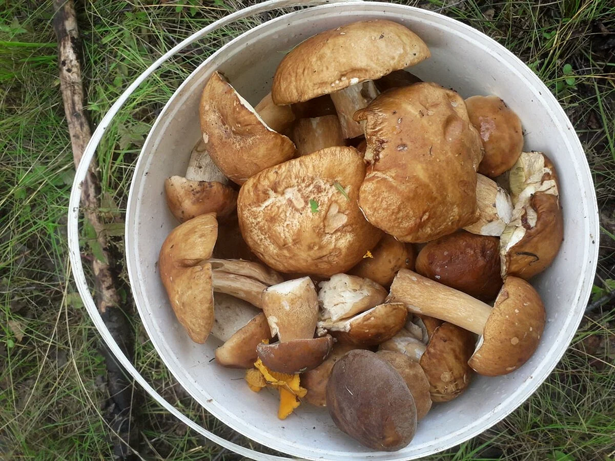 Съедобные грибы Таджикистан