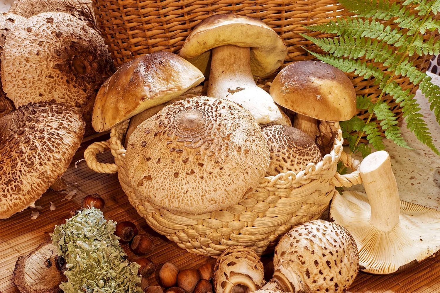 Съедобные грибы Узбекистана
