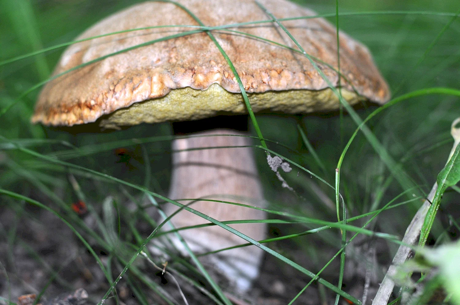Съедобные грибы Узбекистана (58 фото)