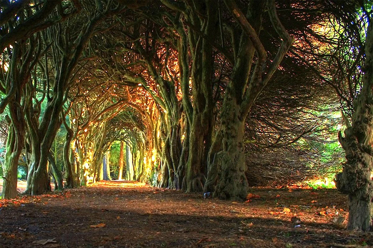Сказочный буковый туннель в Ирландии.
