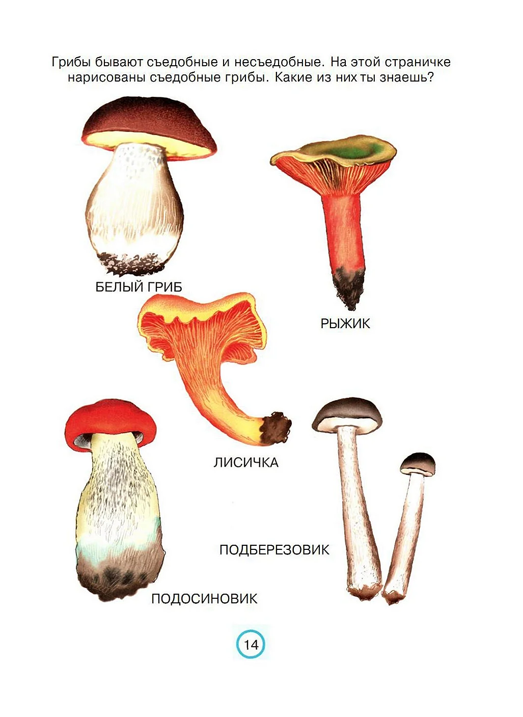 Схема съедобные и несъедобные грибы