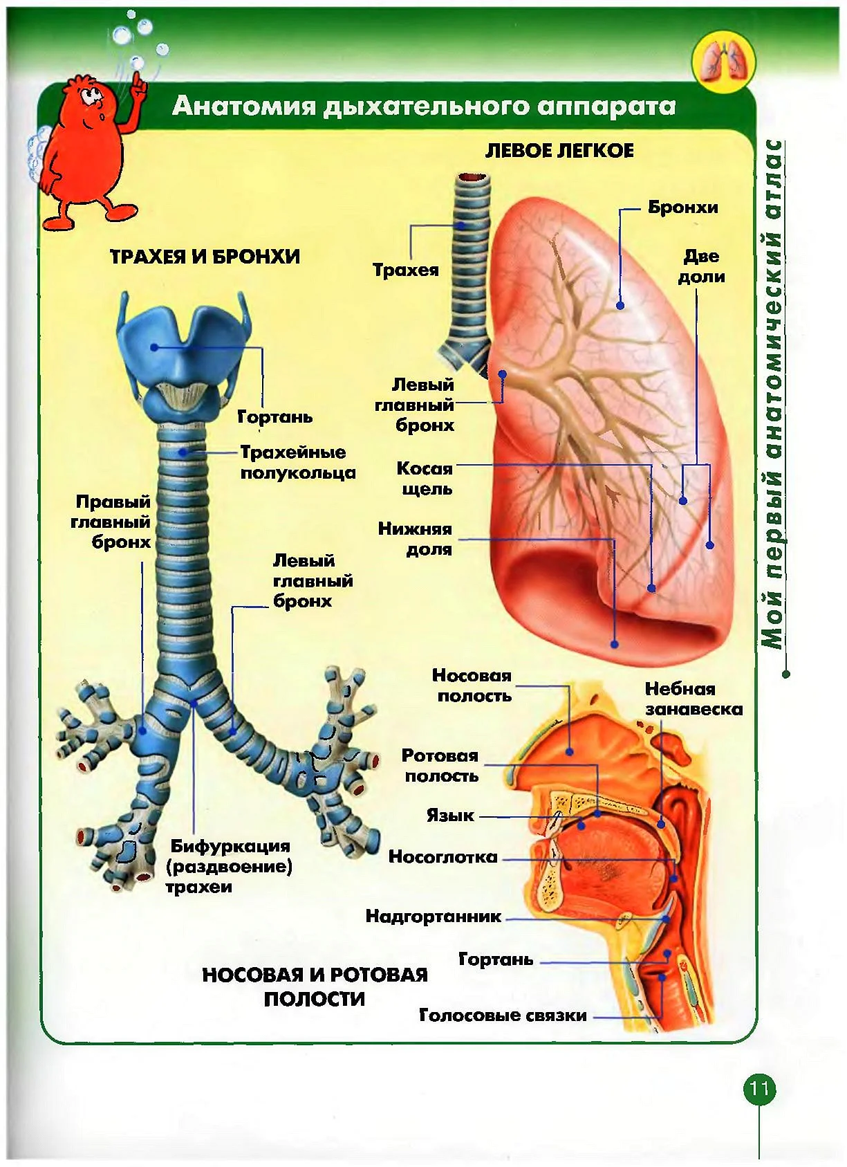 Схема строения дыхательных путей