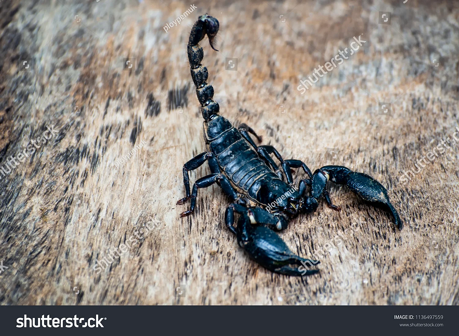 Скорпион Heterometrus cyaneus