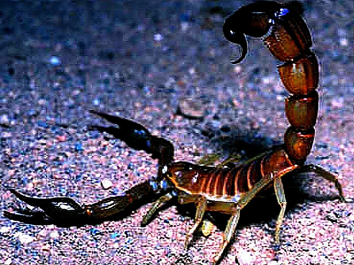 Скорпион Leiurus quinquestriatus