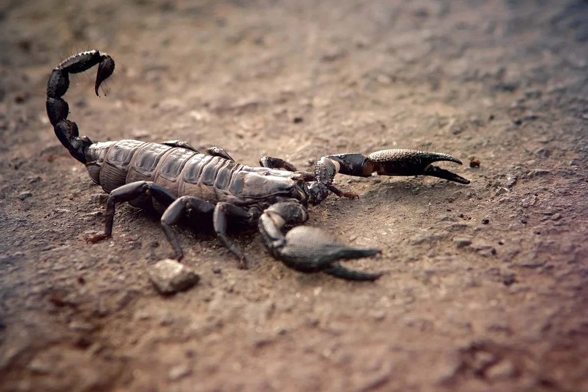 Скорпион Microtityus Minimus