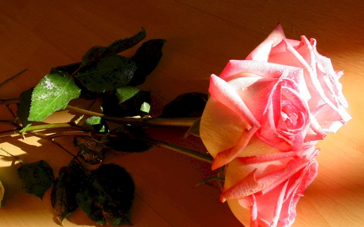 Скромный букет роз