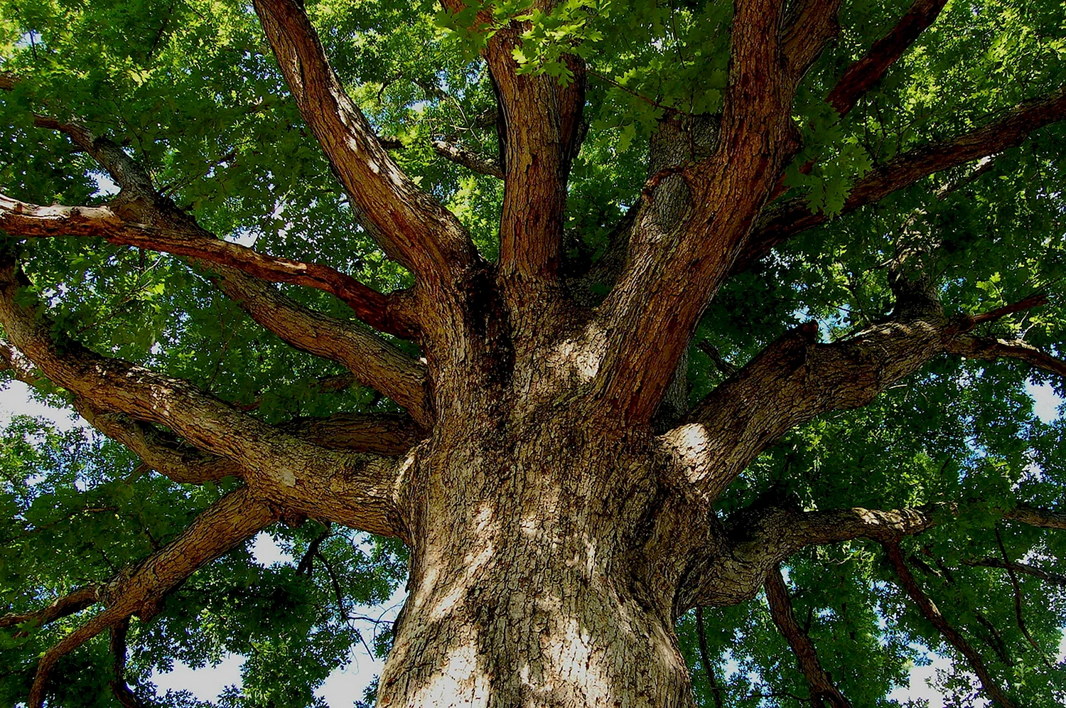 Славонский дуб дерево