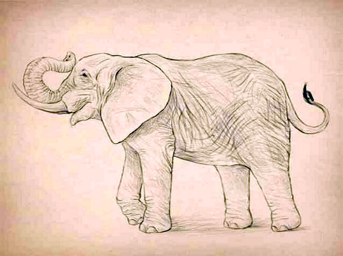 Слон карандашом