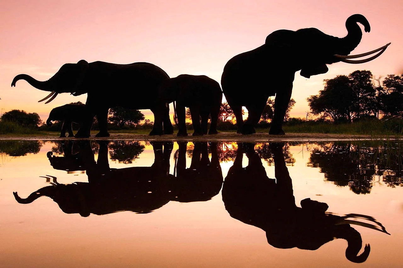 Слоны пейзаж
