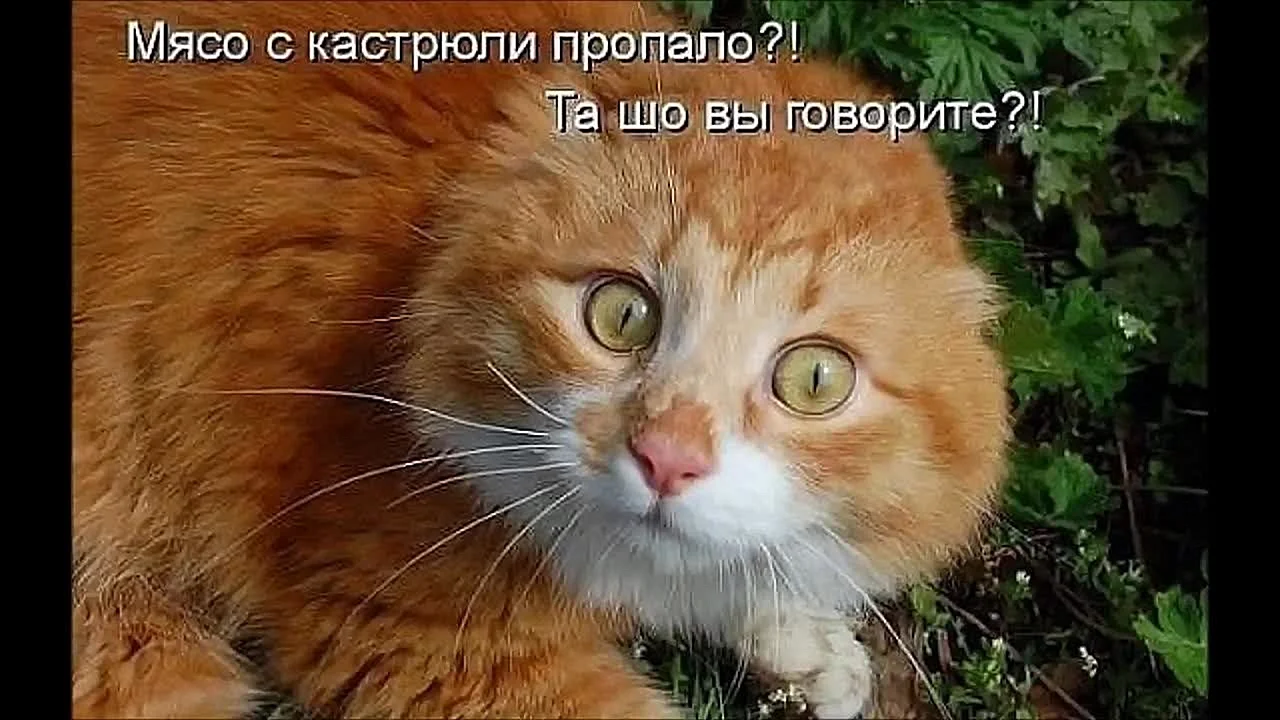 Смешные рыжие коты с надписями