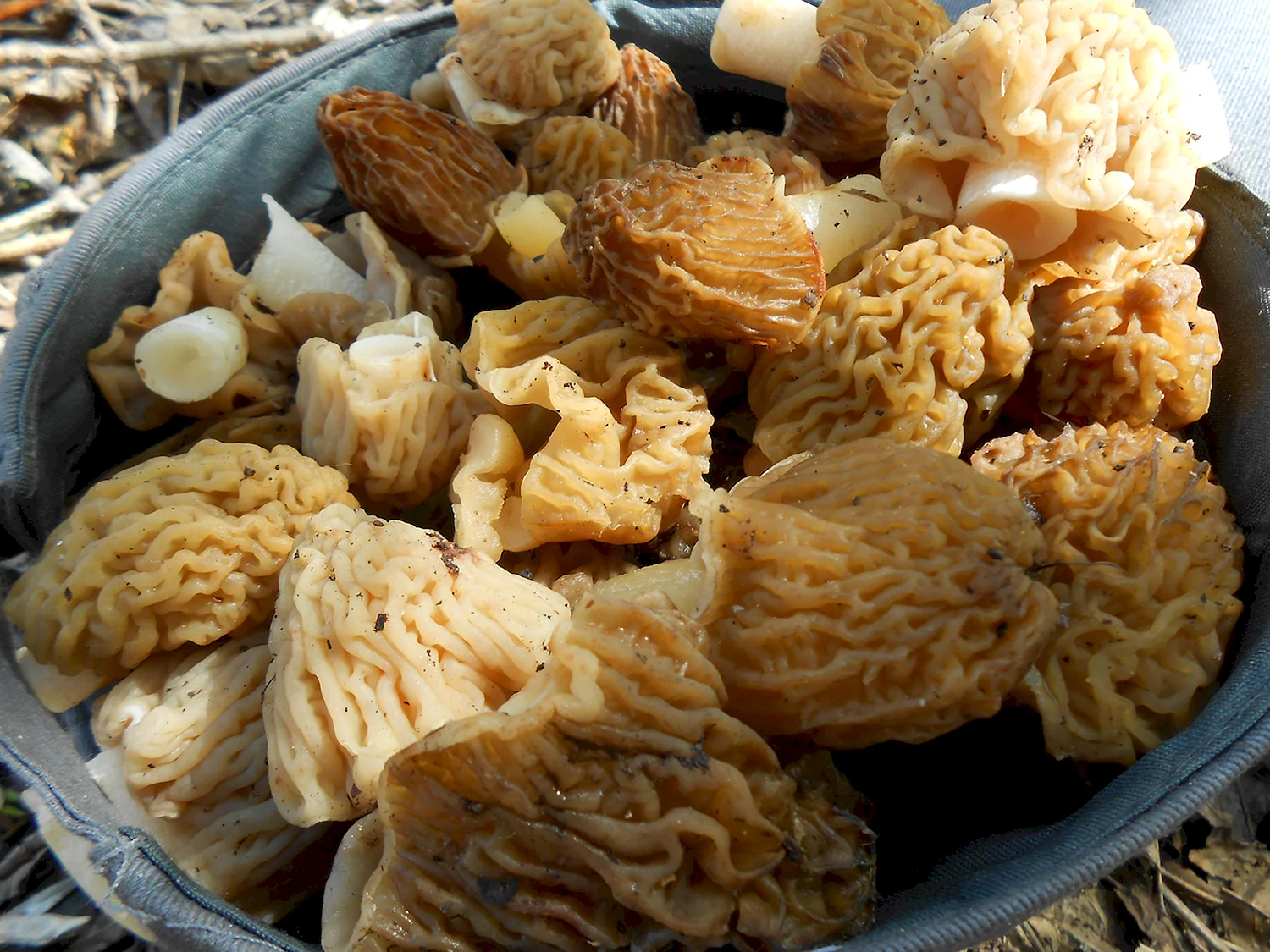 Сморчки грибы Узбекистана