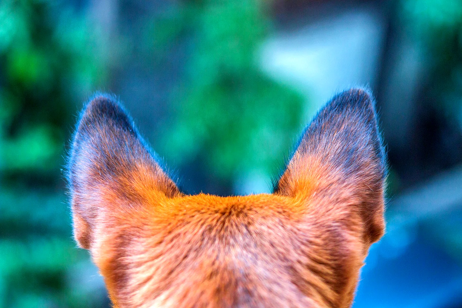 Собачьи уши