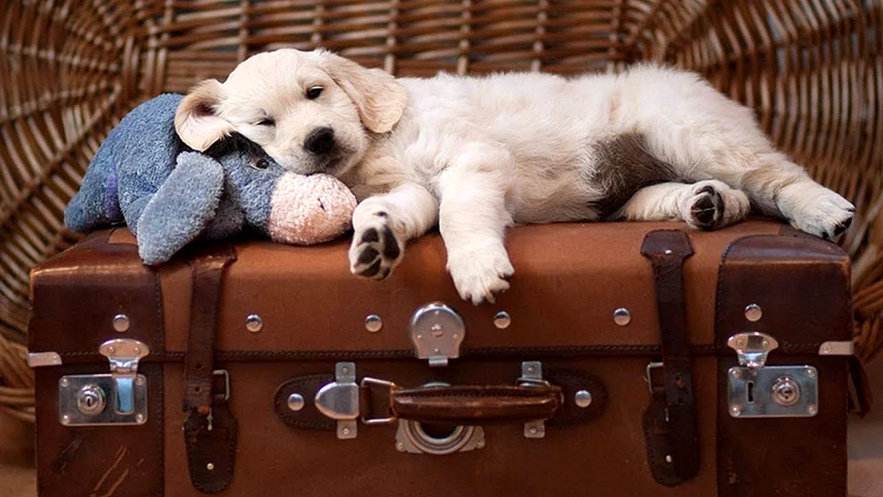 Собака с чемоданом